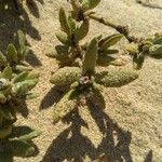 Silene succulenta Kukka