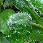 Papaver orientale Blomst