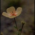 Kallstroemia grandiflora Цвят