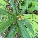 Maianthemum stellatumFrutto