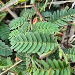 Chamaecrista fallacina Leaf