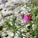 Allium narcissiflorum Lorea