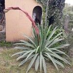 Beschorneria yuccoides Flor