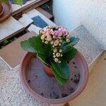 Kalanchoe blossfeldiana عادت