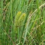 Carex rostrata പുഷ്പം