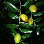 Ziziphus lotus Fruit