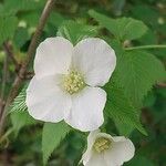 Rhodotypos scandens Çiçek