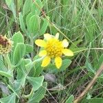 Borrichia frutescens Leaf