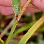 Achnatherum calamagrostis Blatt