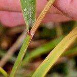 Achnatherum calamagrostis 葉