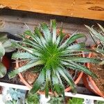 Dyckia brevifolia Лист