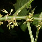 Hoffmannia nicotianifolia Ovoce