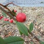 Cotoneaster salicifolius Φρούτο