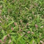 Persicaria maculosaFloro