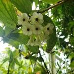 Macleania insignis