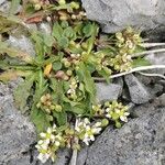 Cochlearia groenlandica Habitus