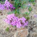 Verbena dissecta