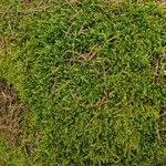 Lycopodium alpinum Blad