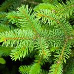 Picea abies পাতা