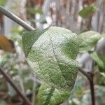 Salvia discolor Feuille