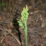 Botrychium matricariifolium Habit