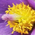 Anemone pulsatilla 花