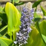 Pontederia cordata Fula