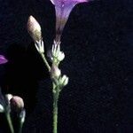 Gilia leptantha অভ্যাস