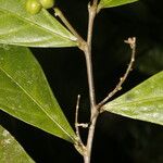 Adenophaedra grandifolia Frunză