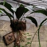 Stanhopea wardii 整株植物