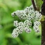 Urtica dioica Flower