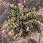 Dianthus rupicola Flower