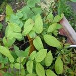 Celtis australisLapas