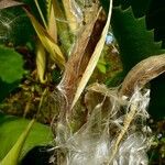 Asclepias curassavica Fruit