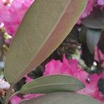 Rhododendron argyrophyllum Hoja
