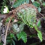 Polystichum braunii Leaf