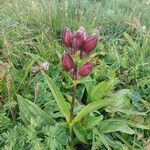 Gentiana purpurea Kwiat