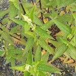 Monarda fistulosa ফুল