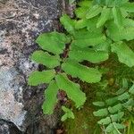 Sanguisorba canadensis Leaf