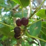 Ficus citrifolia 果實