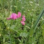 Lathyrus tuberosusКвітка