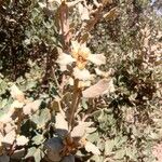Quercus turbinella Flor