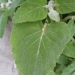 Salvia sclarea Blatt