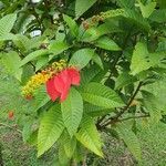 Warszewiczia coccinea Flor