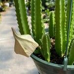 Stapelia gigantea Blad