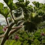 Pelargonium graveolens Leht