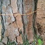 Pinus echinata Corteza