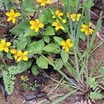 Chrysogonum virginianum Flower