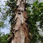 Albizia carbonaria Ekosanga