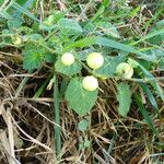 Solanum viarum Fruit